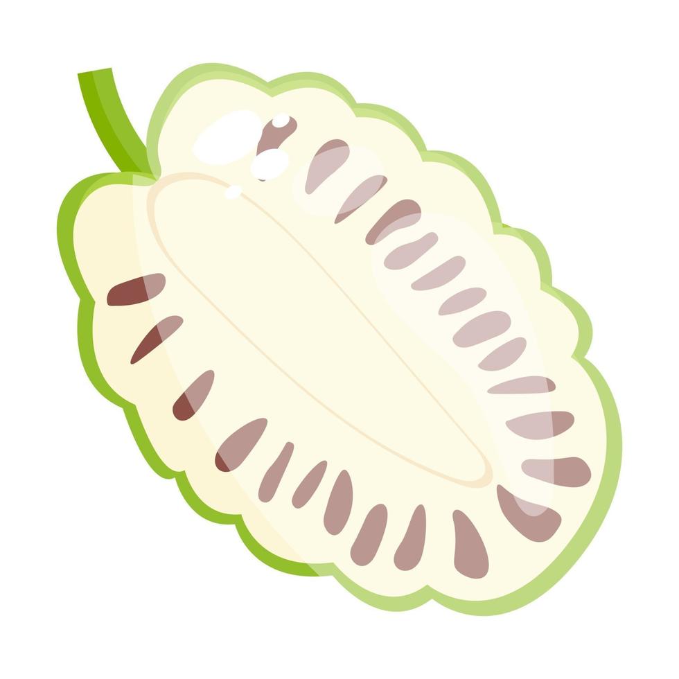 durian natuurlijk gezond voedsel vector