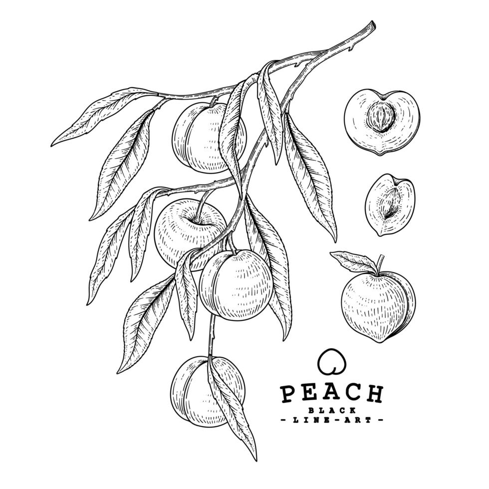 hele helft en tak van appel met fruit hand getrokken botanische illustraties decoratieve set vector