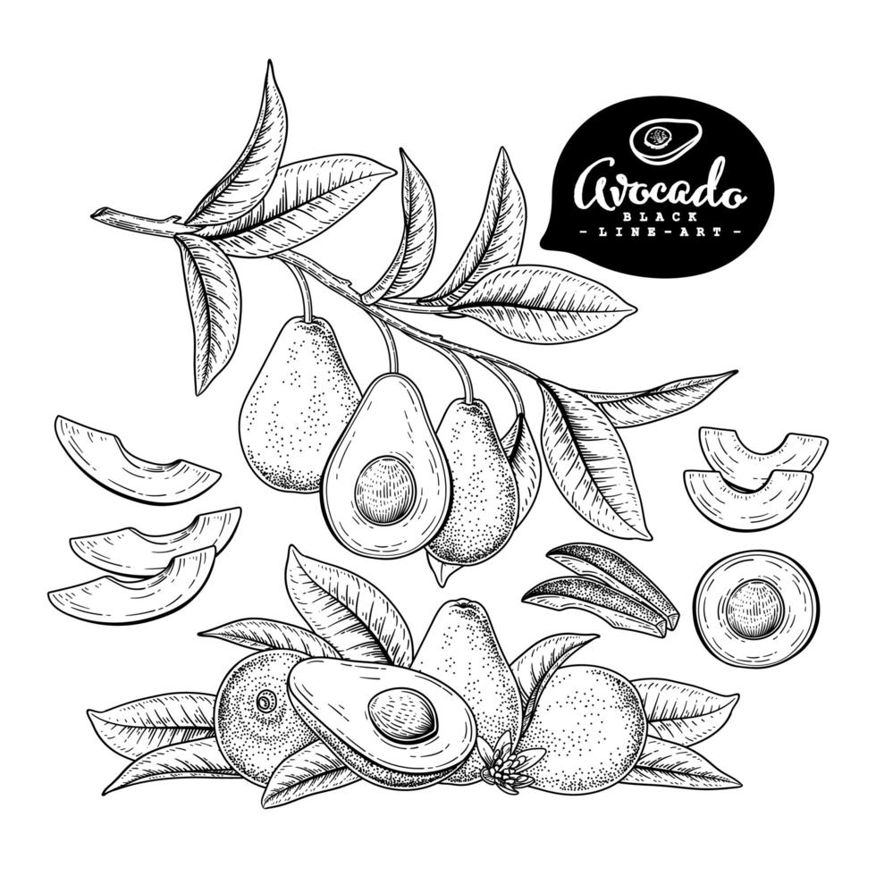 hele halve plak en tak van avocado met fruit en bladeren hand getrokken schets botanische illustraties decoratieve set vector