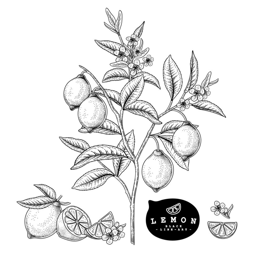 hele halve plak en tak van citroen met fruit en bloemen hand getrokken schets botanische illustraties decoratieve set vector