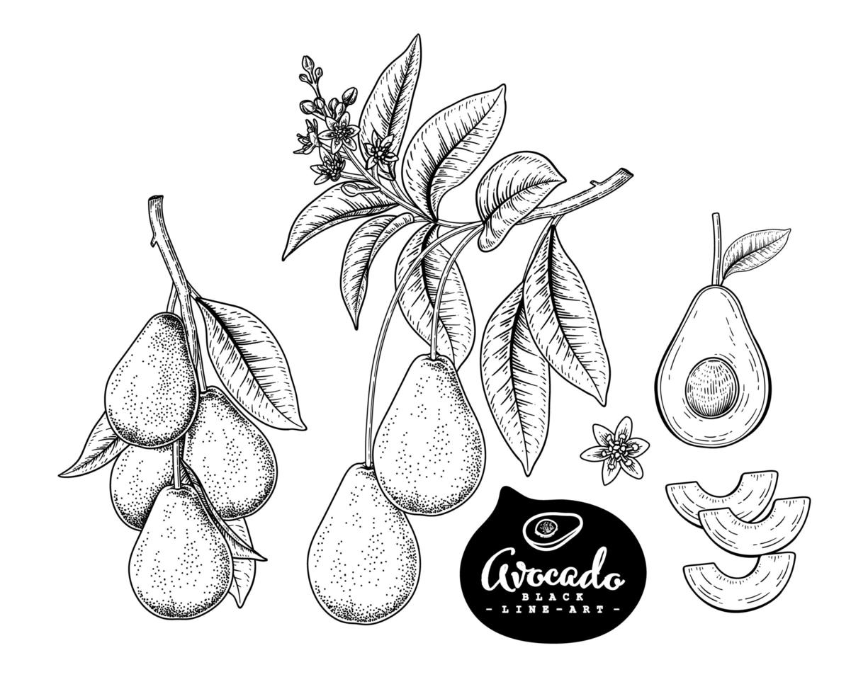 hele halve plak en tak van avocado met fruit bladeren en bloemen hand getrokken schets botanische illustraties decoratieve set vector