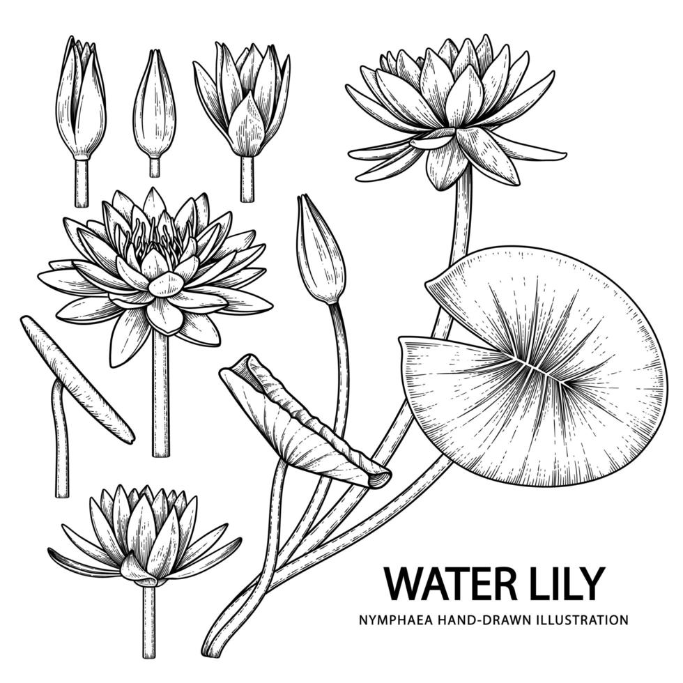 waterlelie bloem hand getrokken schets botanische illustraties vector