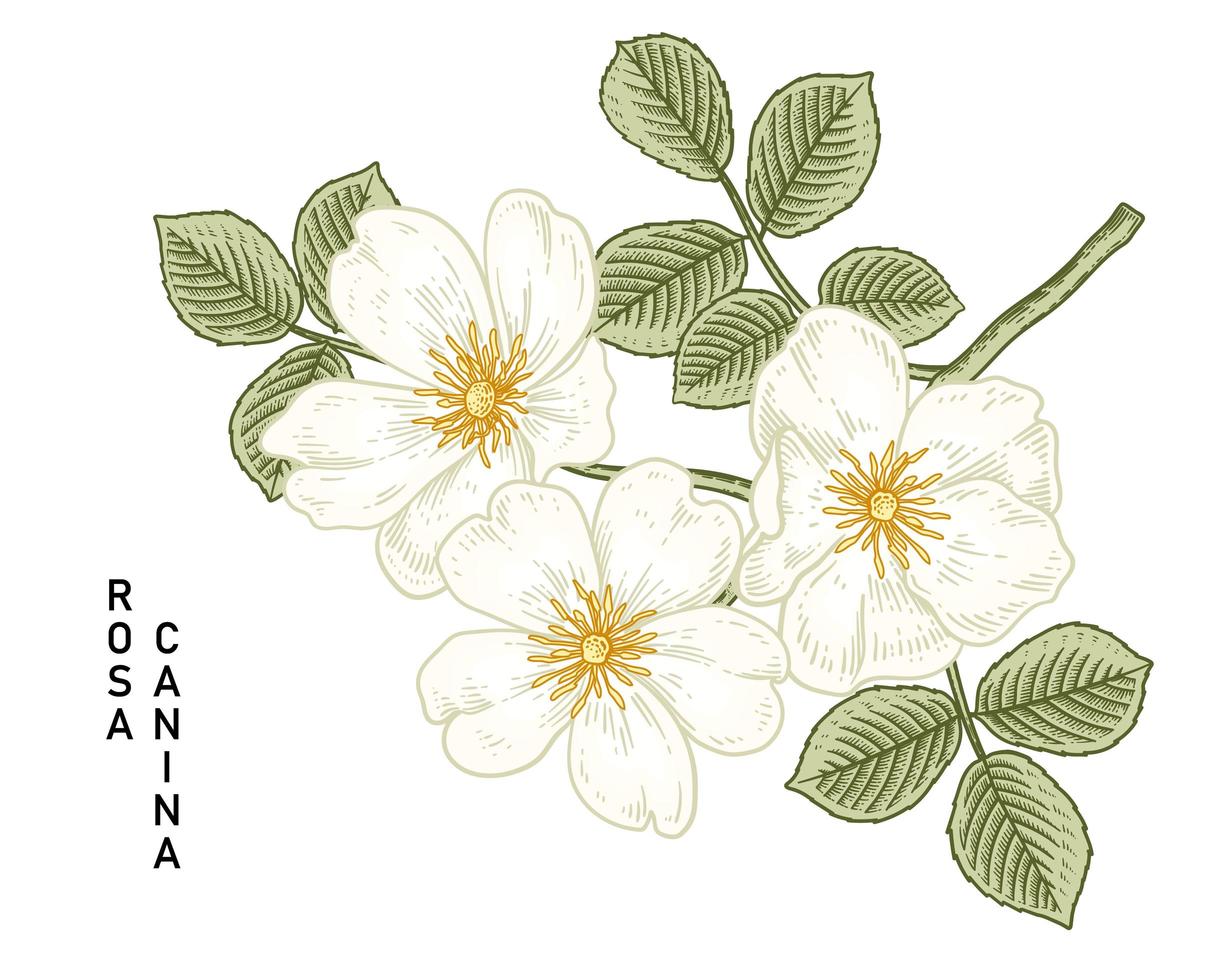 tak van witte hondsroos of rosa canina met bloem en bladeren hand getrokken botanische illustraties vector