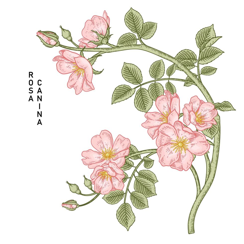 tak van roze hondsroos of rosa canina met bloem en bladeren hand getrokken botanische illustraties vector