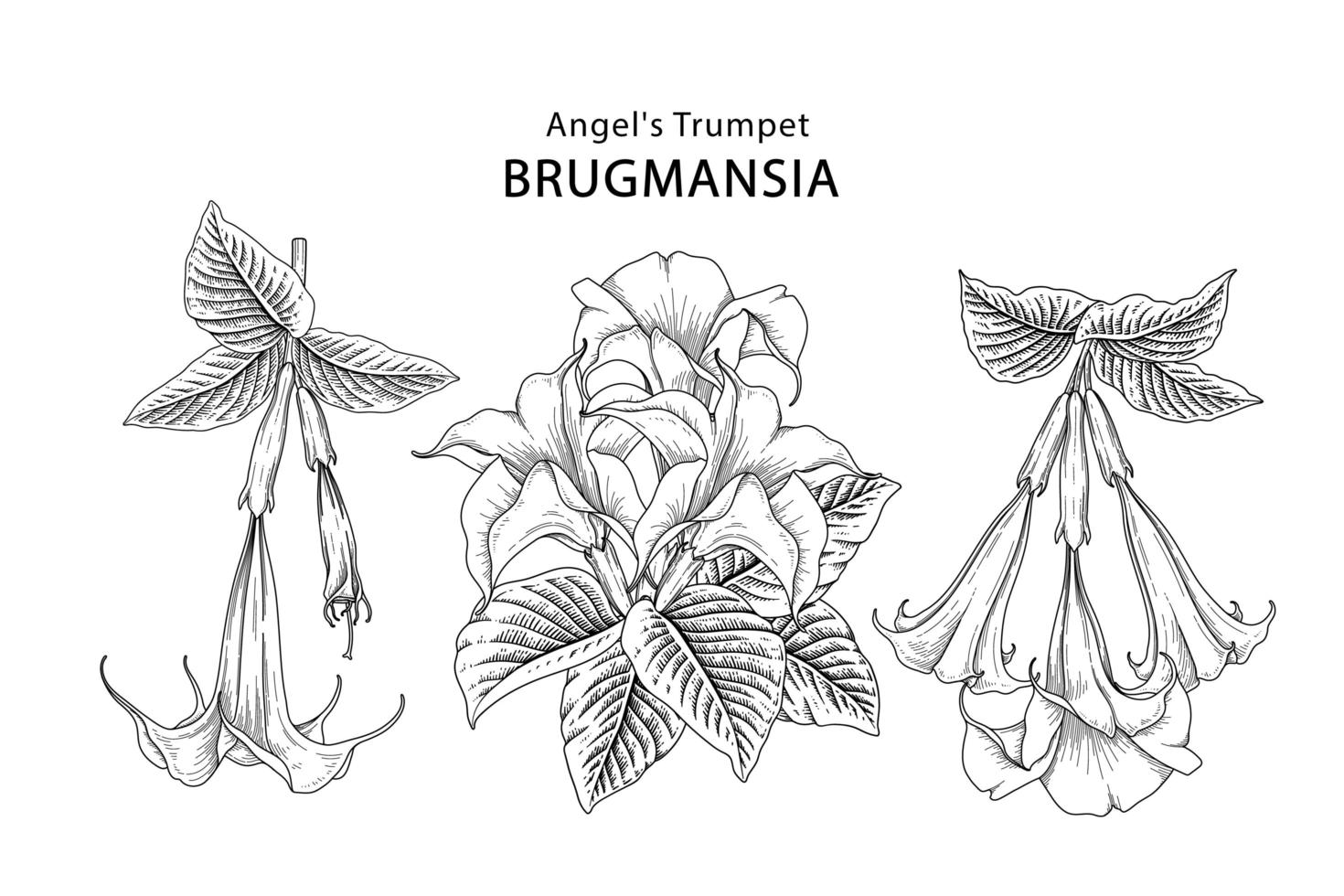 engel trompet bloem of brugmansia hand getrokken elementen botanische illustraties decoratieve set vector