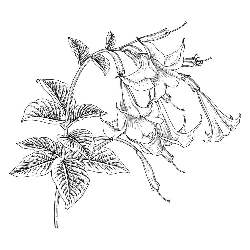 tak van engelentrompet of brugmansia met bloemen en bladeren hand getrokken botanische illustraties vector