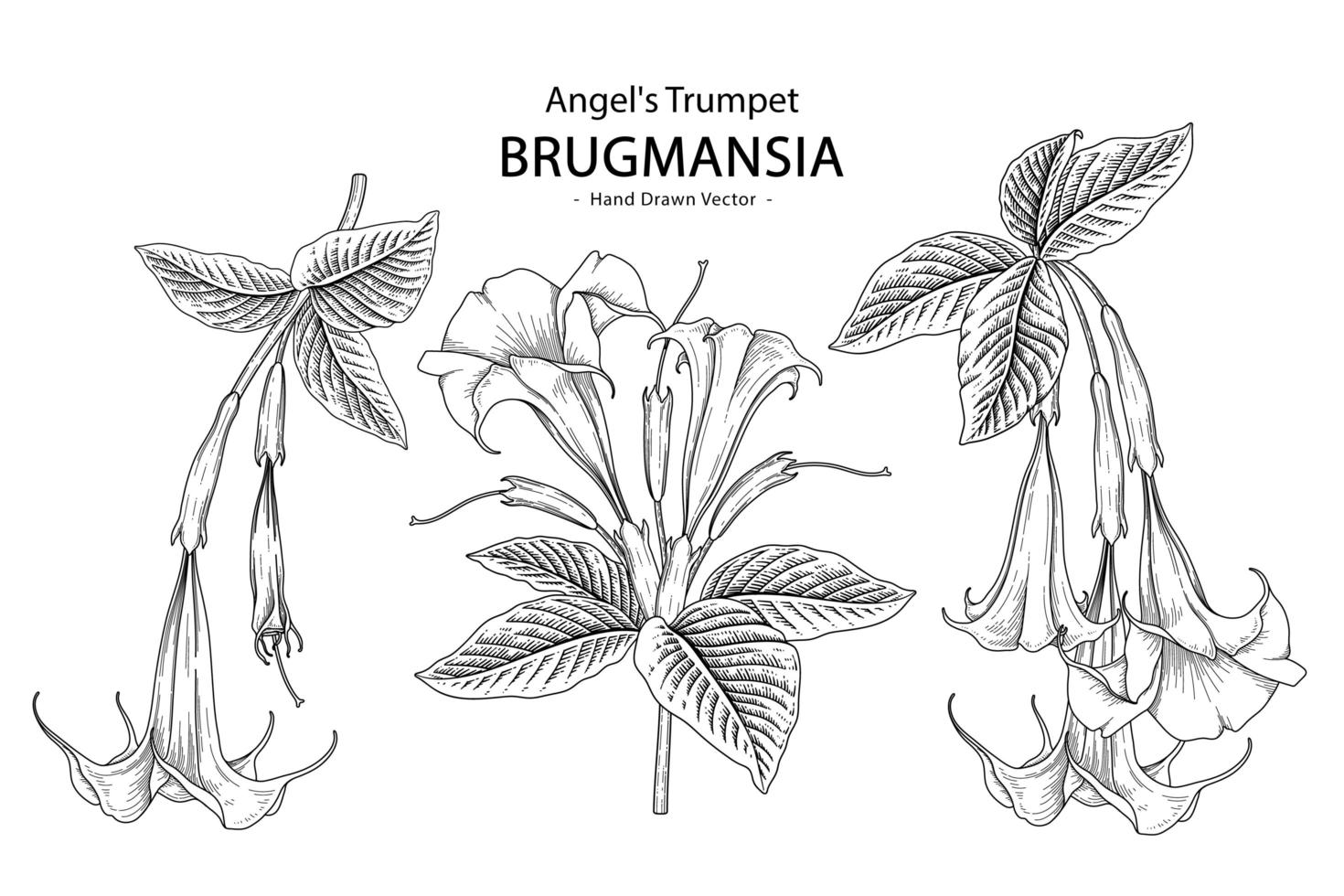 engel trompet bloem of brugmansia hand getrokken elementen botanische illustraties decoratieve set vector