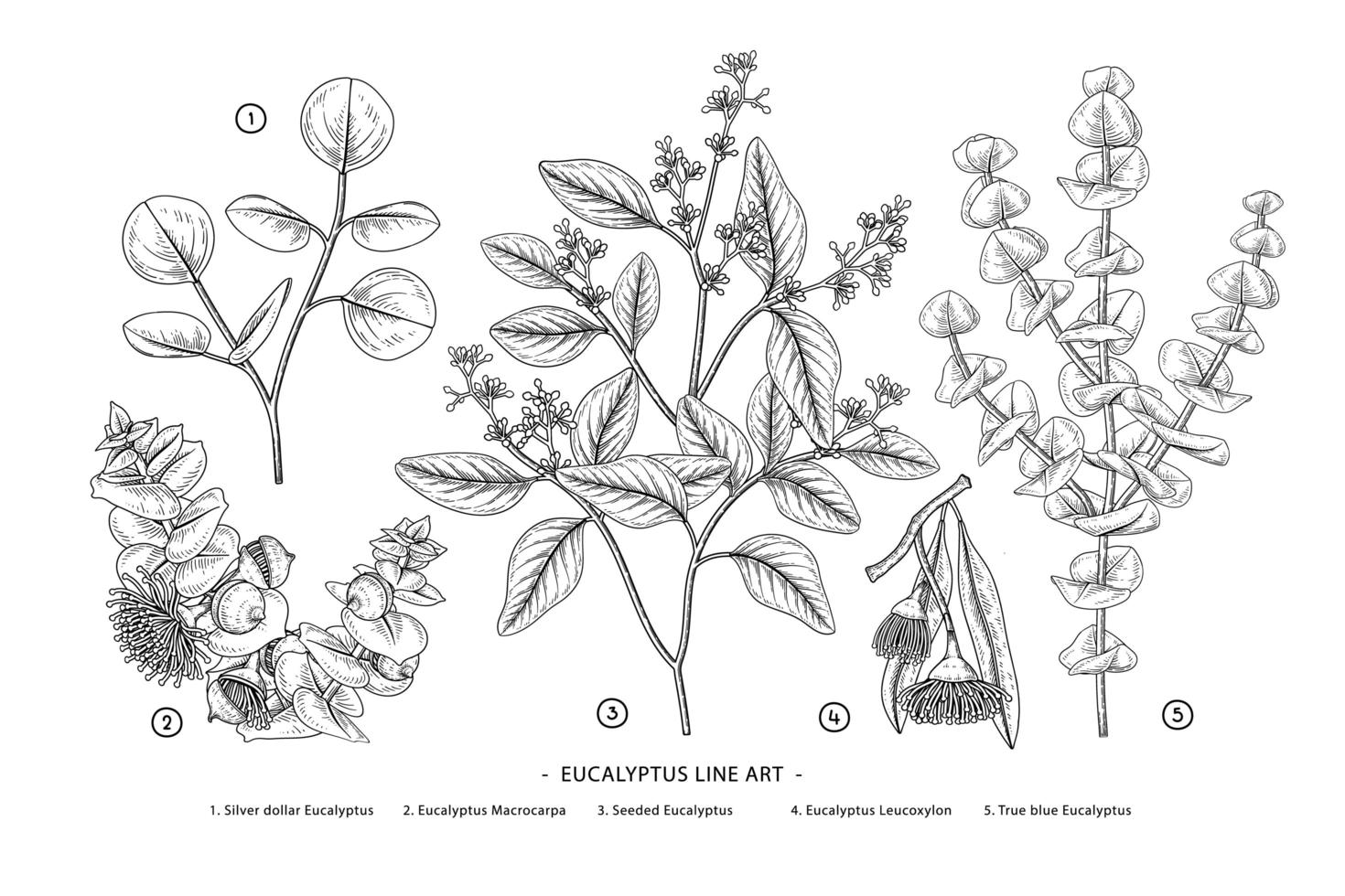 tak van eucalyptus decoratieve set hand getrokken botanische elementen vector