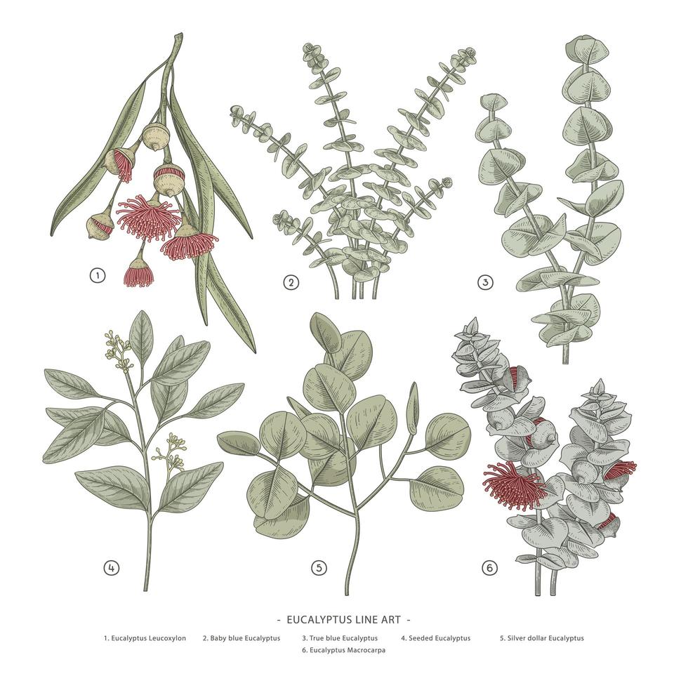tak van eucalyptus decoratieve set hand getrokken botanische elementen illustraties vector