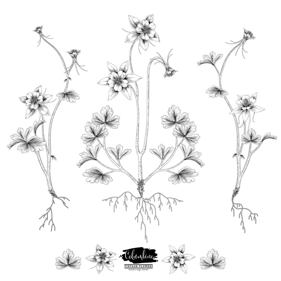 akelei bloem vintage hand getrokken schets elementen botanische illustraties decoratieve set vector