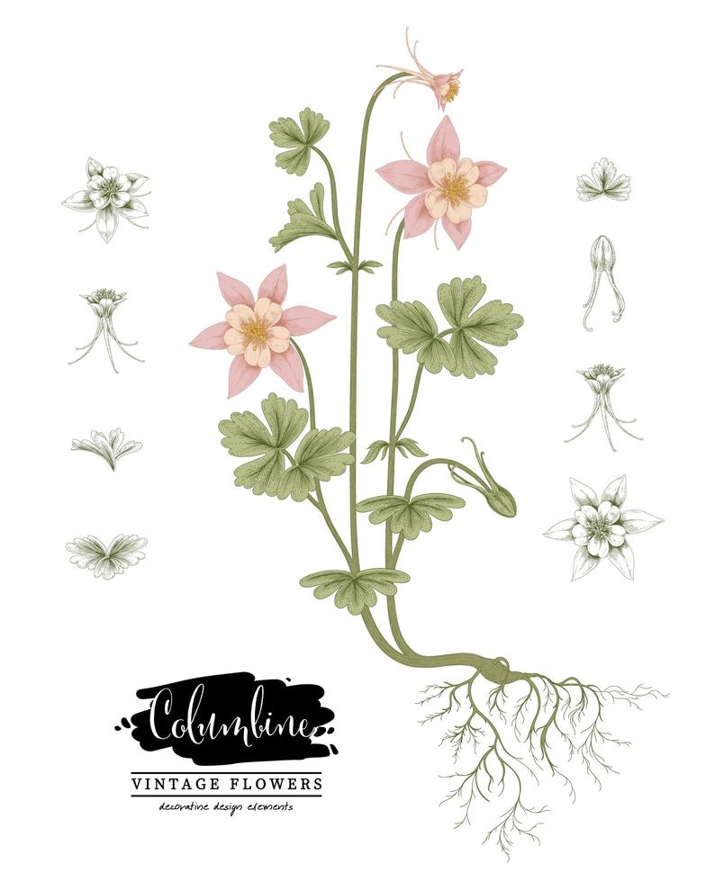 tak van roze akelei met bloemen en bladeren vintage hand getrokken botanische illustraties vector