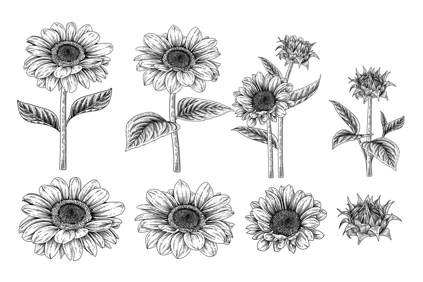 zonnebloem zeer gedetailleerde hand getrokken schets elementen botanische illustraties decoratieve set vector