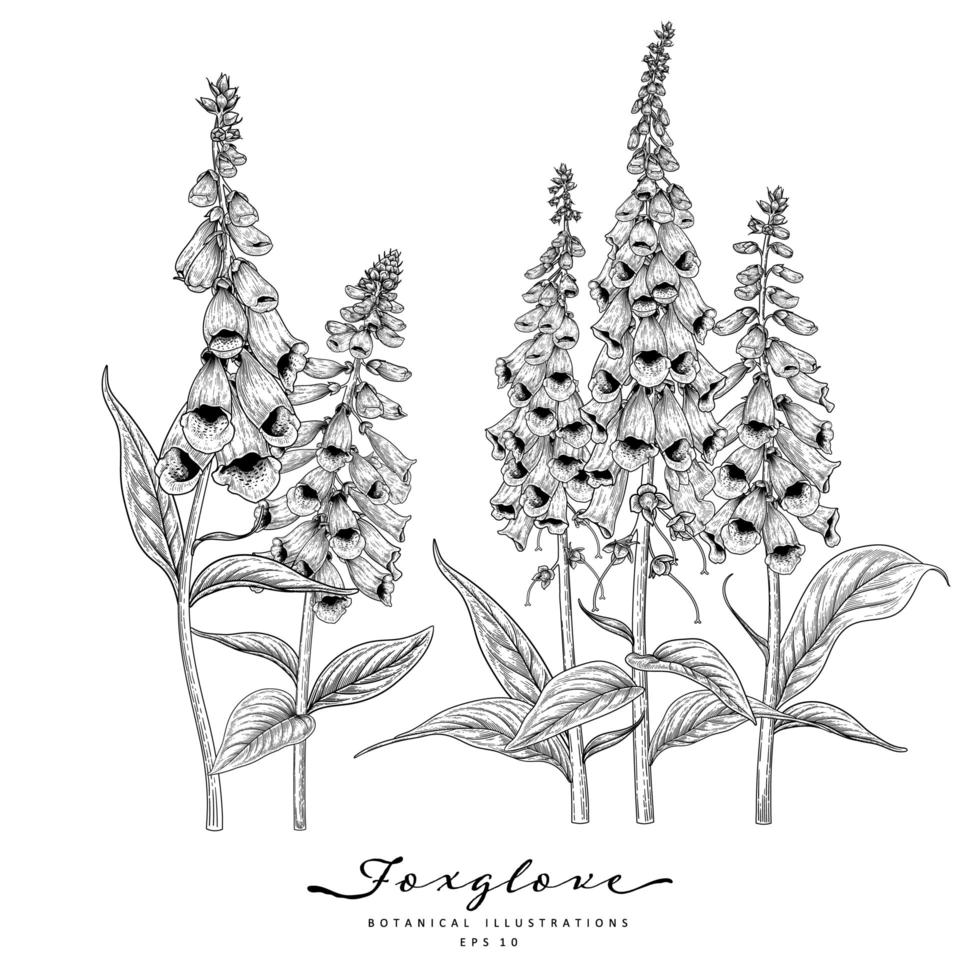 vingerhoedskruid bloem hand getrokken schets botanische illustraties vector