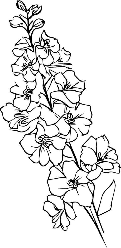 schets ridderspoor bloem tekening, bundel met delphinium of ridderspoor. bloem, stang, knop en blad in zwart, bloemen details in contour stijl met overladen delphinium, juli geboorte bloem ridderspoor tekening. vector