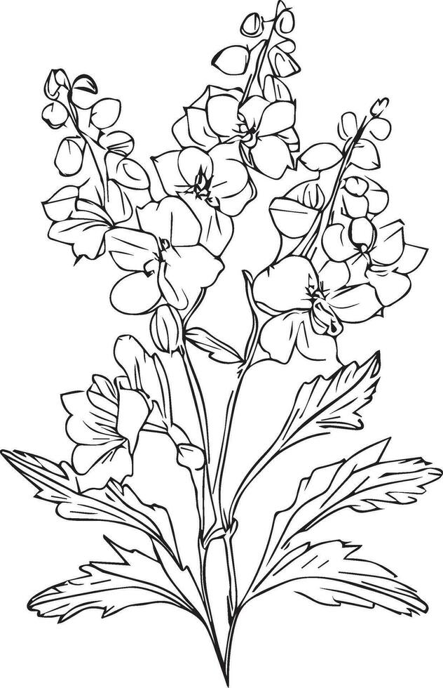 licht blauw delphinium bruiloft boeket, delphinium bloem boeket van zwart en wit illustratie, potlood kunst ridderspoor bloem, bloem geïsoleerd met desphinium, zwart juli geboorte bloem ridderspoor tatoeëren. vector