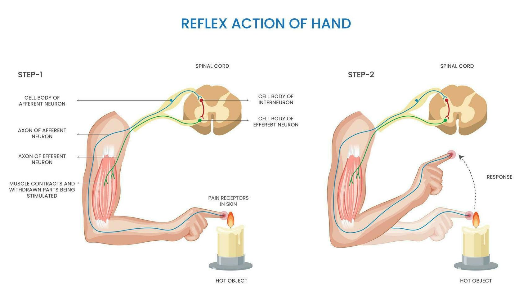 hand- reflex actie, onvrijwillig, snel reactie naar zintuiglijk stimulus voor bescherming of coördinatie vector