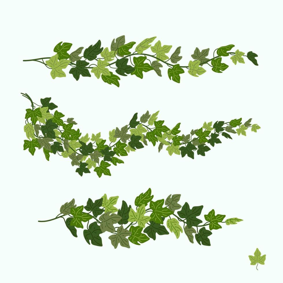 klimop wijnstokken, groen bladeren van een klimplant fabriek geïsoleerd Aan wit achtergrond. vector illustratie in vlak tekenfilm stijl.