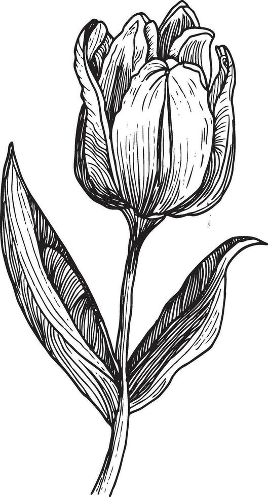 hand- getrokken gravure schetsen van een tulp bloem vector