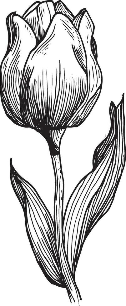 hand- getrokken gravure schetsen van een tulp bloem vector