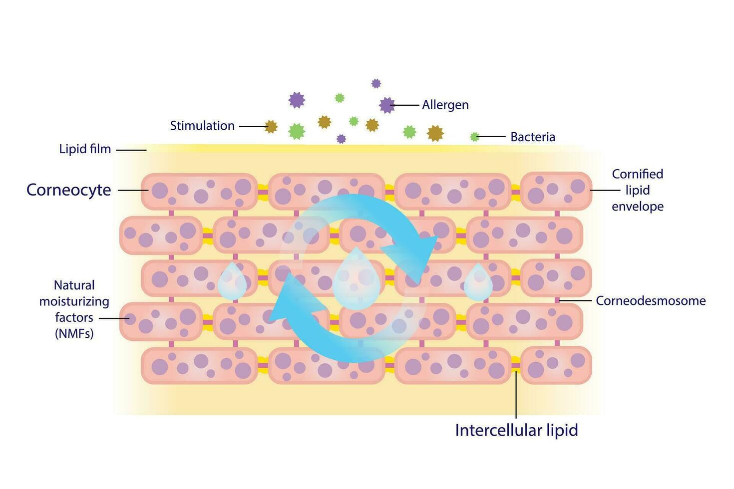 de mechanisme van natuurlijk hydraterend corneocyt voor huid hydratatie vector Aan wit achtergrond. gezond talg barrière beschermen huid van stimulatie, allergeen en bacterie naar krijgen in gemakkelijker.