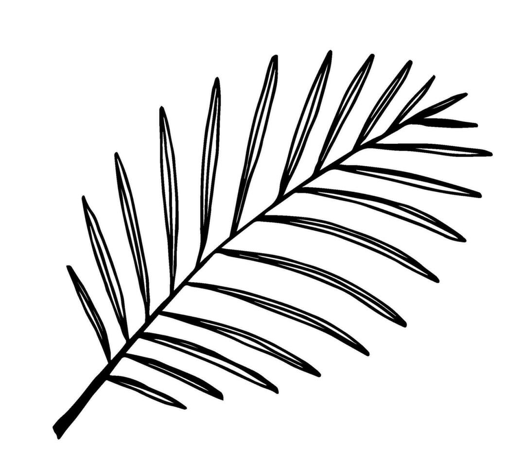 hand getekend zwart schets vector illustratie. tropisch natuur element, silhouet van een tak, palm blad geïsoleerd Aan wit achtergrond. voor stickers, etiketten, afdrukken.