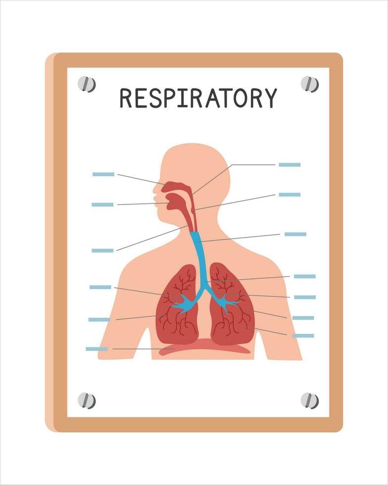 menselijk ademhalings systeem poster clip art tekenfilm stijl, vector ontwerp. gebruik in ziekenhuis of kliniek muur poster tekenfilm concept. ademhalings systeem diagram tekenfilm stijl. ziekenhuis en kliniek afdeling co