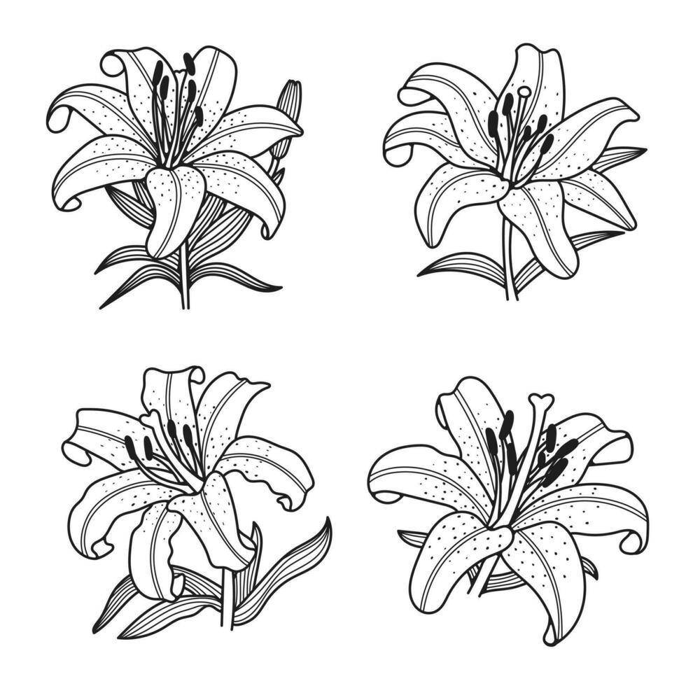 lelie bloem set, vector illustratie, Aan wit achtergrond