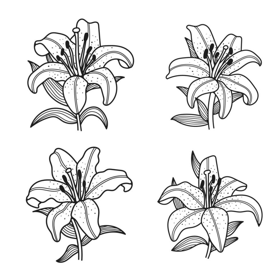 lelie bloem set, vector illustratie, Aan wit achtergrond