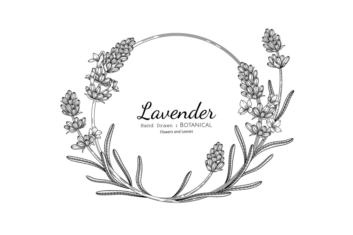 lavendel bloem en blad hand getekende botanische illustratie met lijntekeningen vector