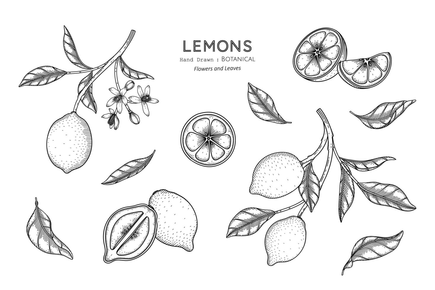 citroenen fruit hand getekende botanische illustratie met lijntekeningen vector