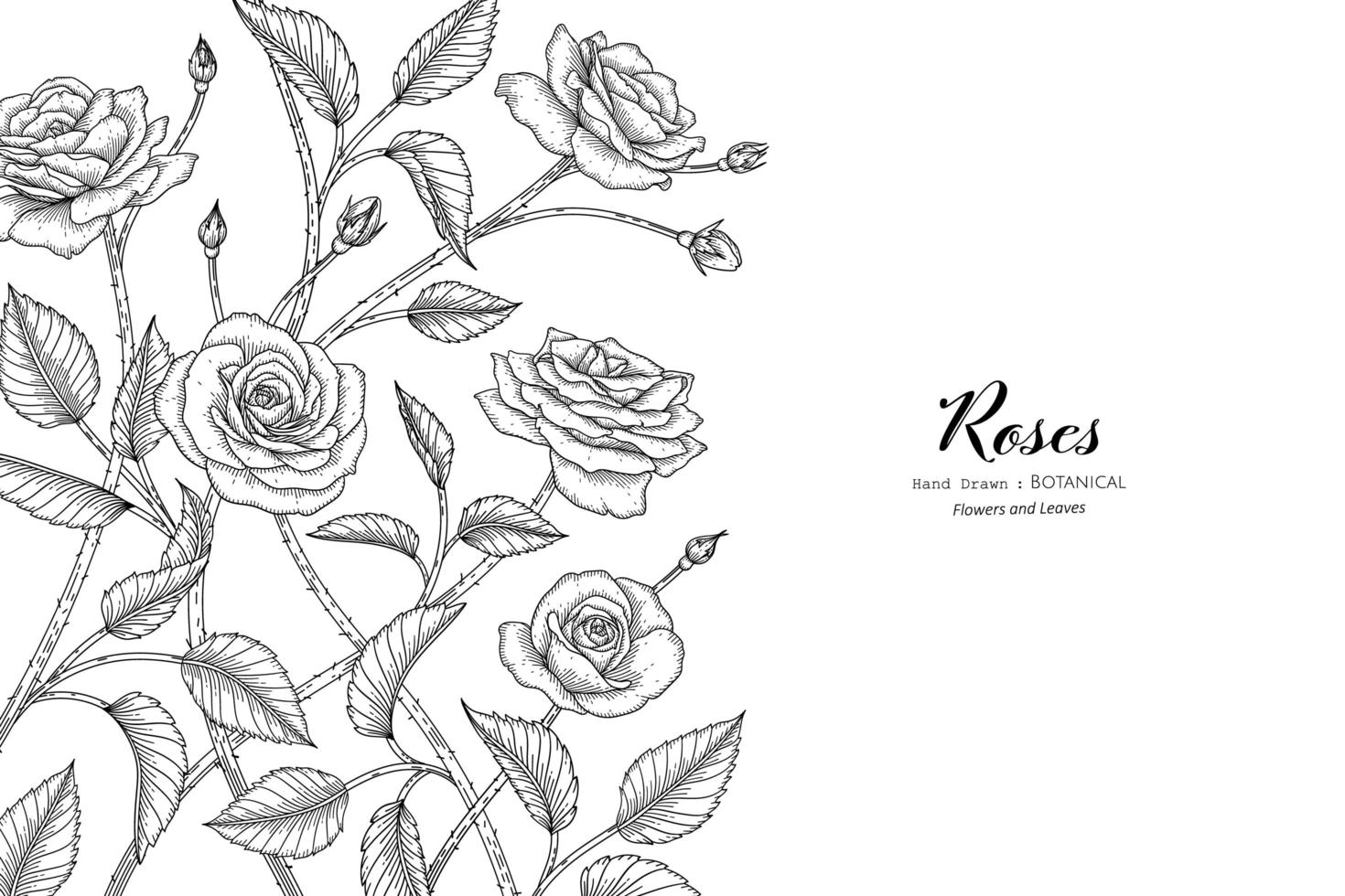 rozen bloem en blad hand getekende botanische illustratie met lijntekeningen vector