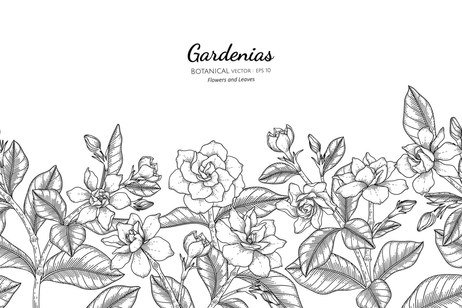 handgetekende gardenia's bloemen en blad naadloos patroon vector