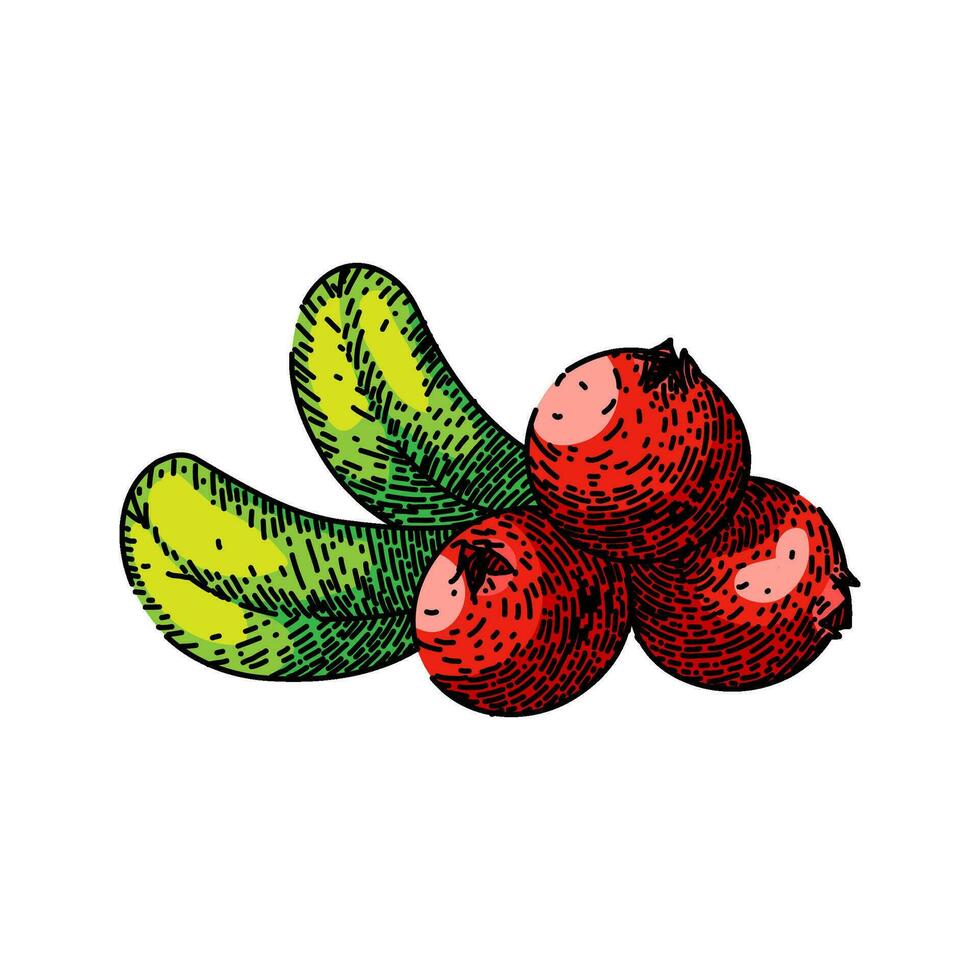 veenbes rode bosbes fruit schetsen hand- getrokken vector