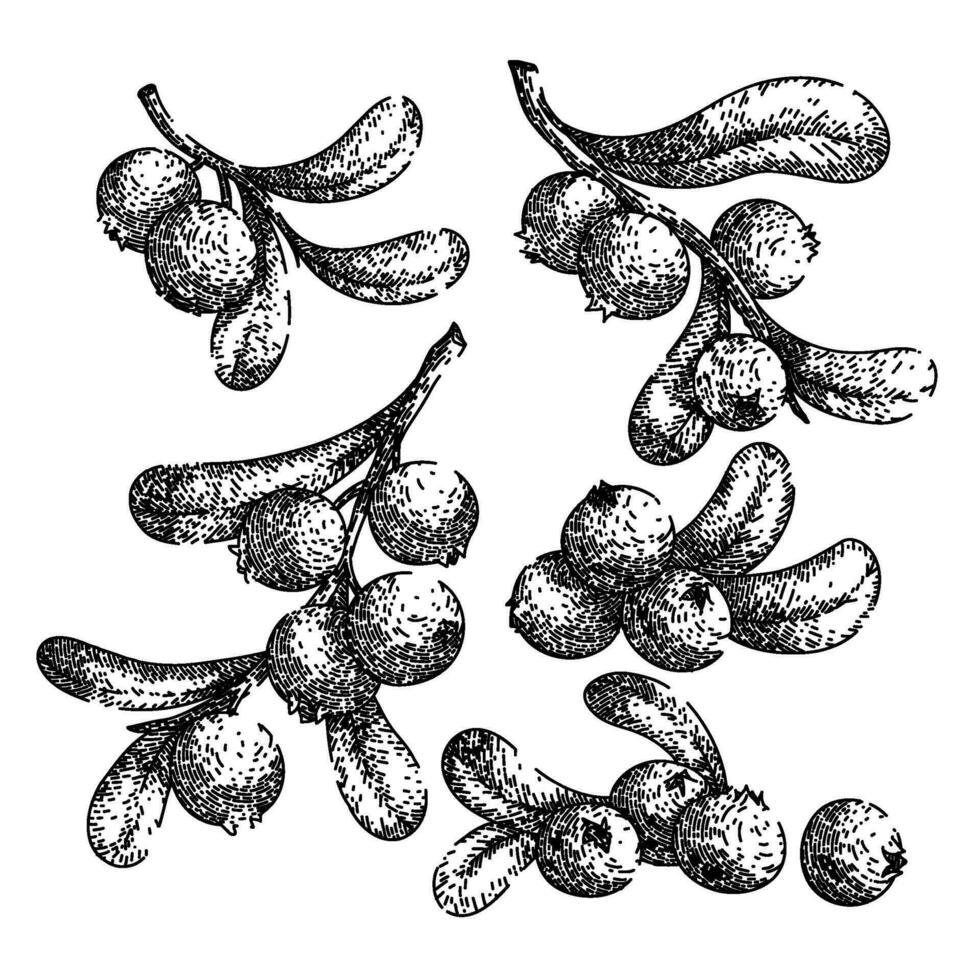 veenbes rode bosbes reeks schetsen hand- getrokken vector