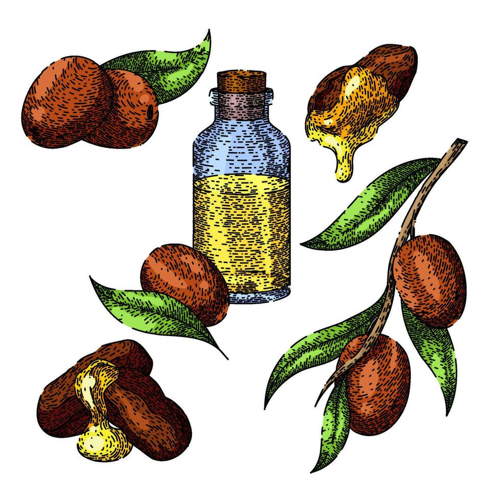 jojoba olie fabriek reeks schetsen hand- getrokken vector