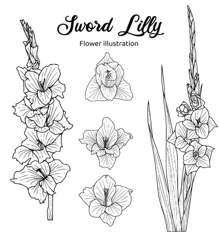 zwaard lilly bloemen kleur boek hand- getrokken illustratie vector