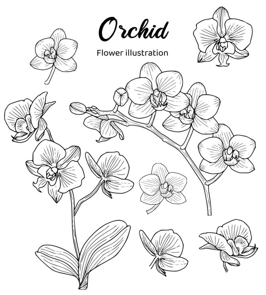 bloemen kleur boek hand- getrokken illustratie vector