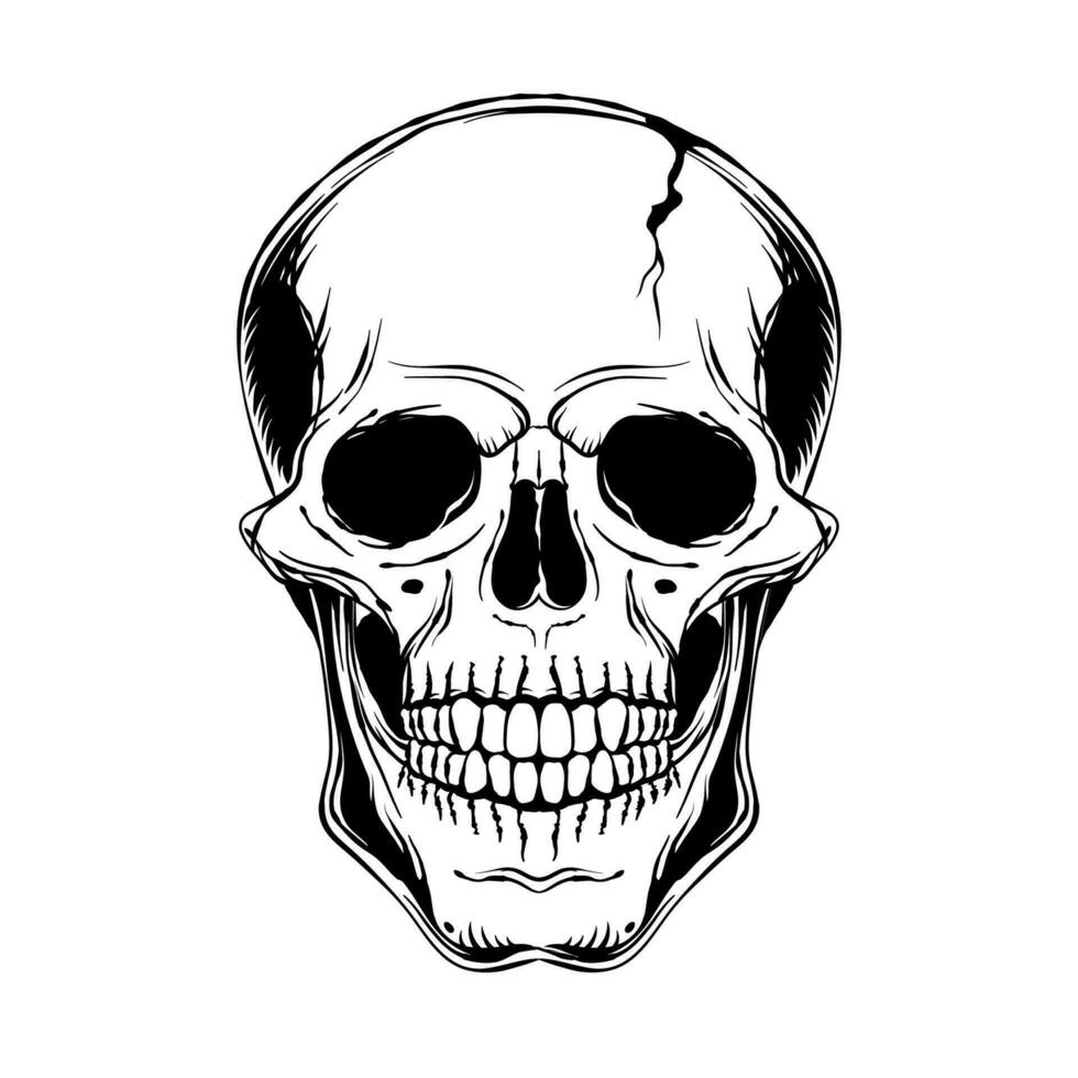 menselijk schedel. voorkant visie. vector zwart en wit hand- getrokken illustratie