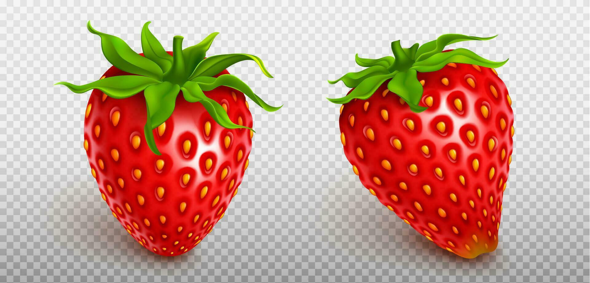 3d vlieg realistisch geïsoleerd aardbei fruit icoon vector