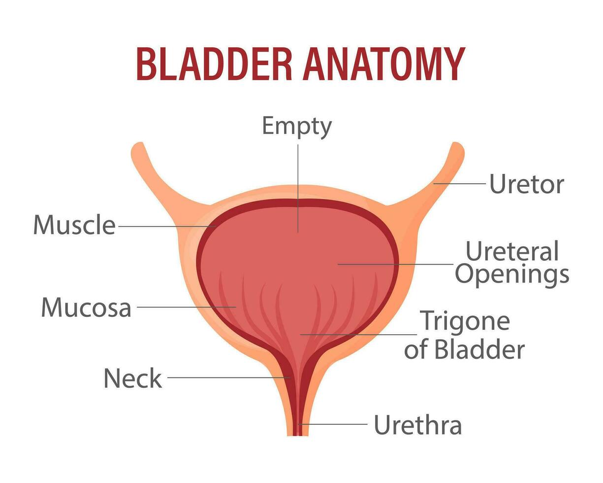 blaas, intern menselijk orgaan. anatomie van de menselijk orgaan. geneesmiddel, gezondheidszorg en wetenschap. infographic banier vector