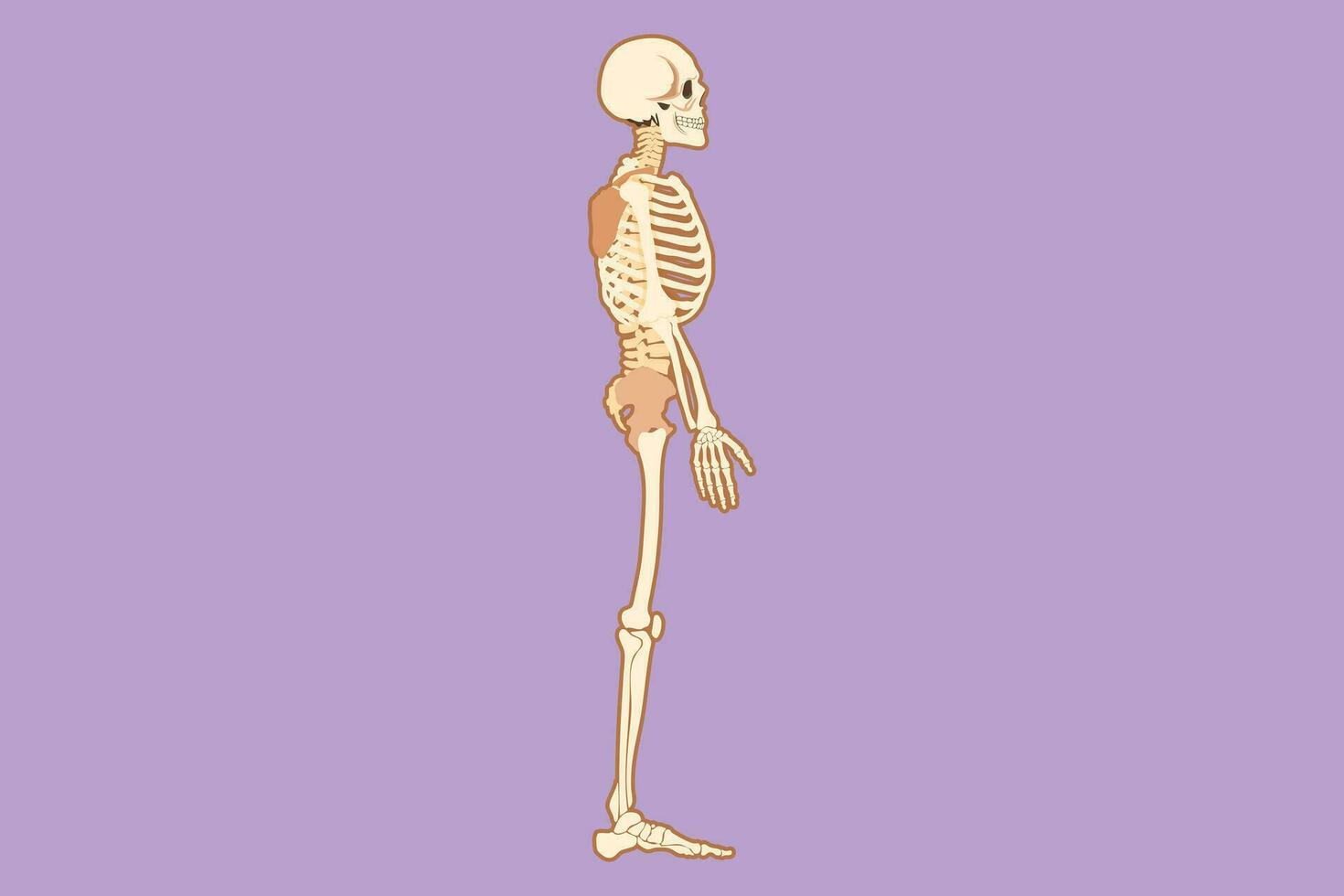 grafisch vlak ontwerp tekening kant visie vol anatomisch skelet van een persoon en individu botten icoon. uitgevoerd net zo een kunst illustratie in een wetenschappelijk medisch stijl. tekenfilm stijl vector illustratie