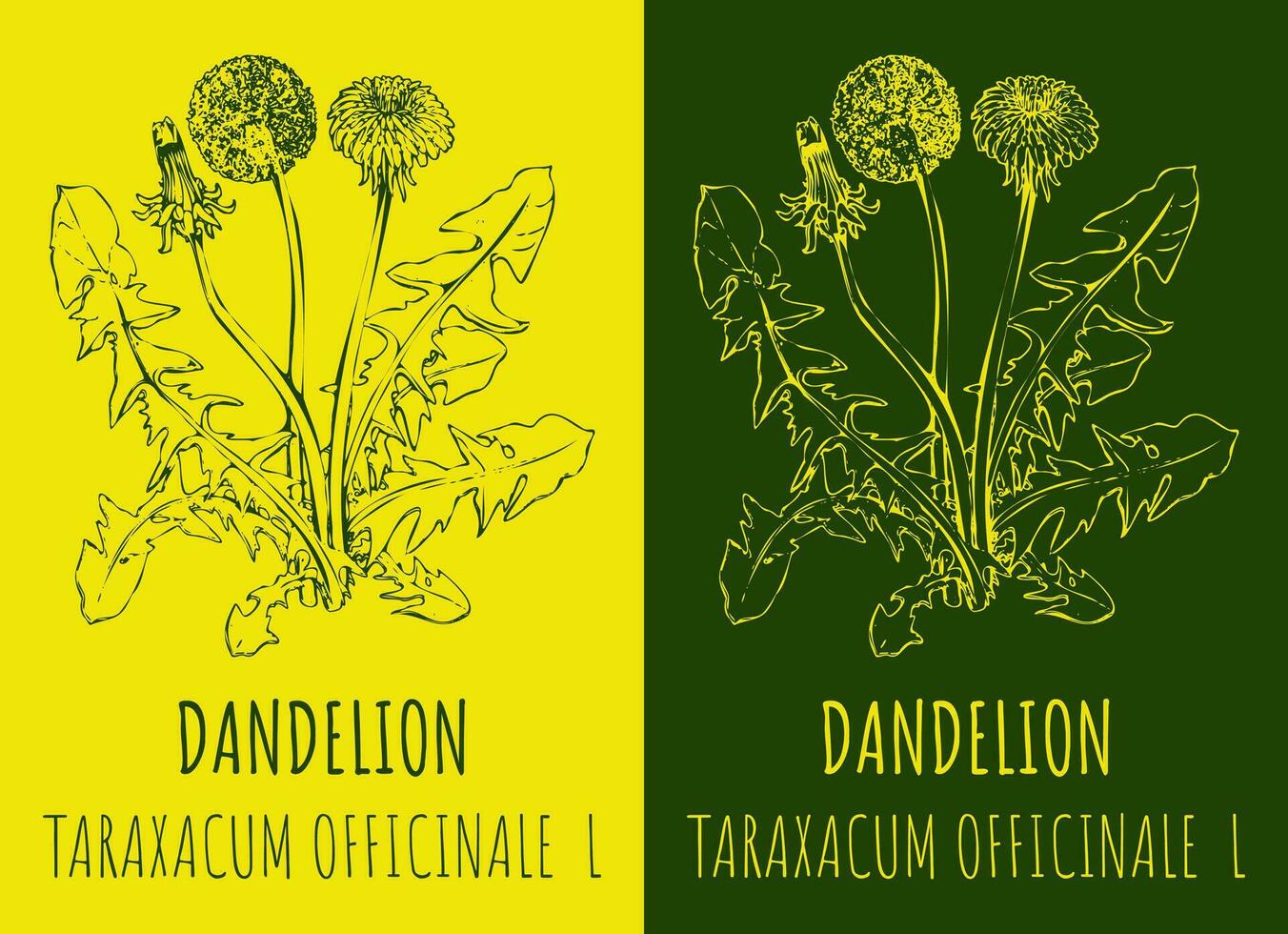 vector tekeningen gemeenschappelijk paardebloem. hand- getrokken illustratie. Latijns naam leontodon taraxacum ik.