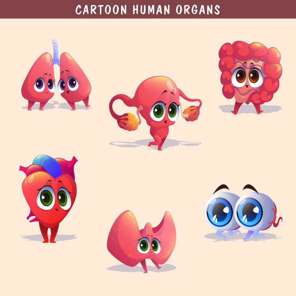 tekenfilm menselijk organen reeks met lever alvleesklier hart vrouw voortplantings- systeem nieren hersenen longen maag darm geïsoleerd vector illustratie