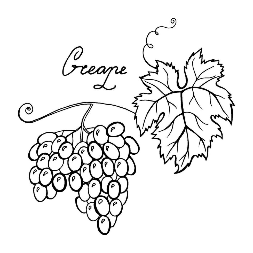 vector monochroom illustratie van druiven logo geïsoleerd Aan wit achtergrond.