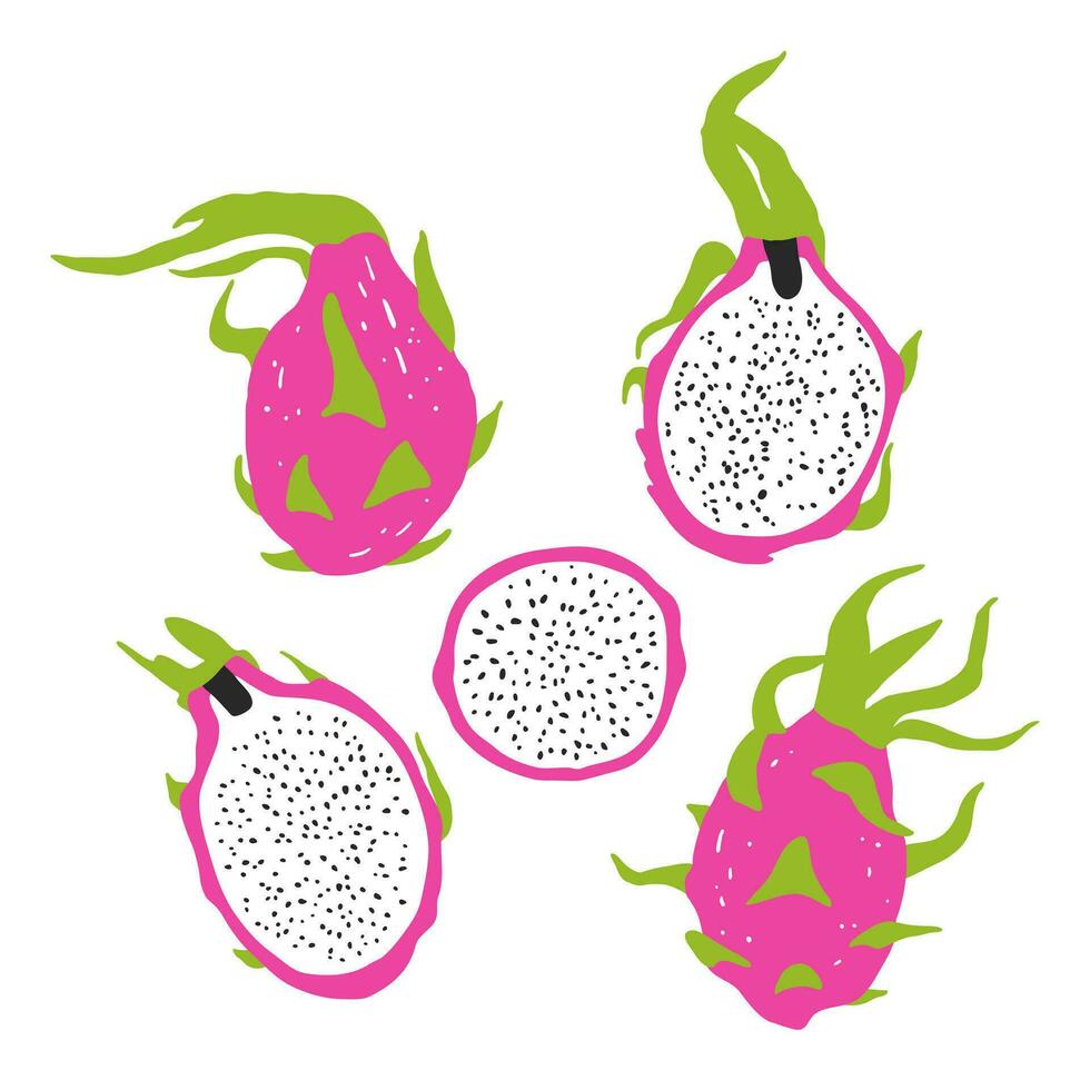 reeks van voor de helft en geheel draak vruchten. hand- getrokken zomer tropisch fruit illustratie vector