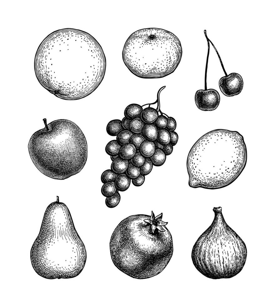 fruit set. inkt schetsen geïsoleerd Aan wit achtergrond. hand- getrokken vector illustratie. retro stijl.