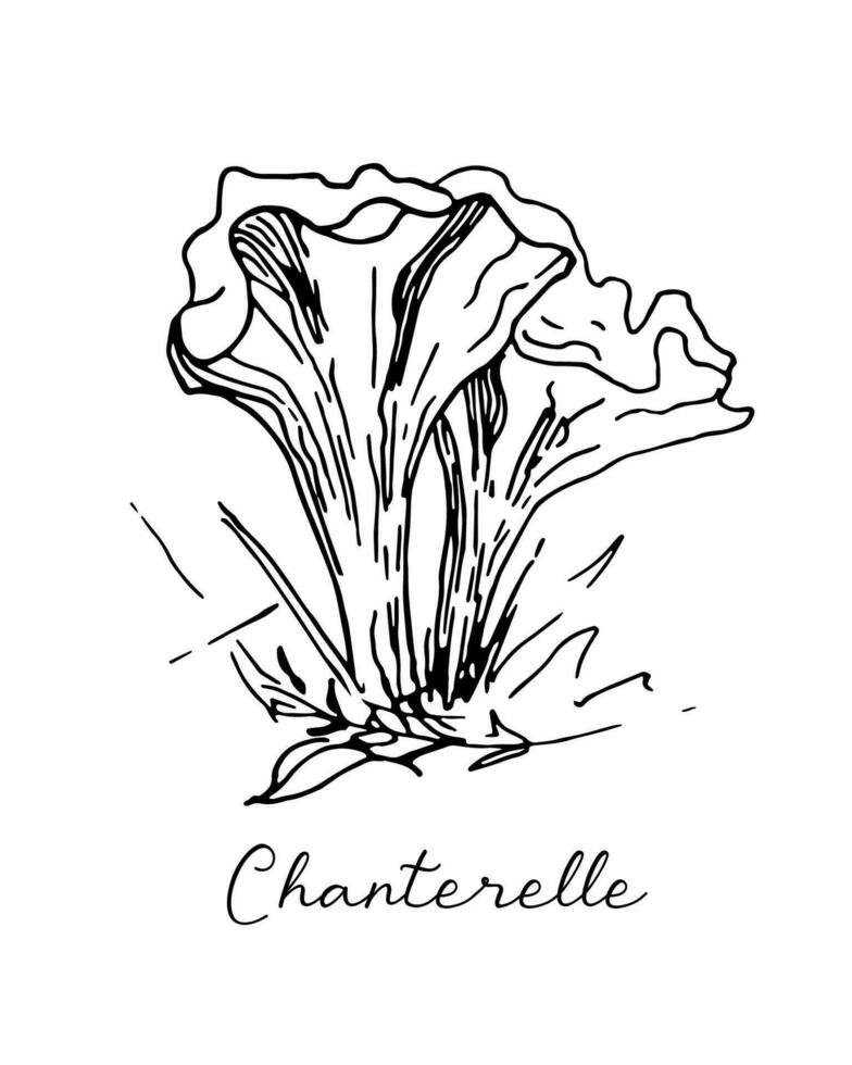 herfst gras en chanterelle paddestoelen, herfst tekening hand- tekening illustratie. vector schets. lineair vector illustratie voor kleuren. nationaal paddestoel dag.