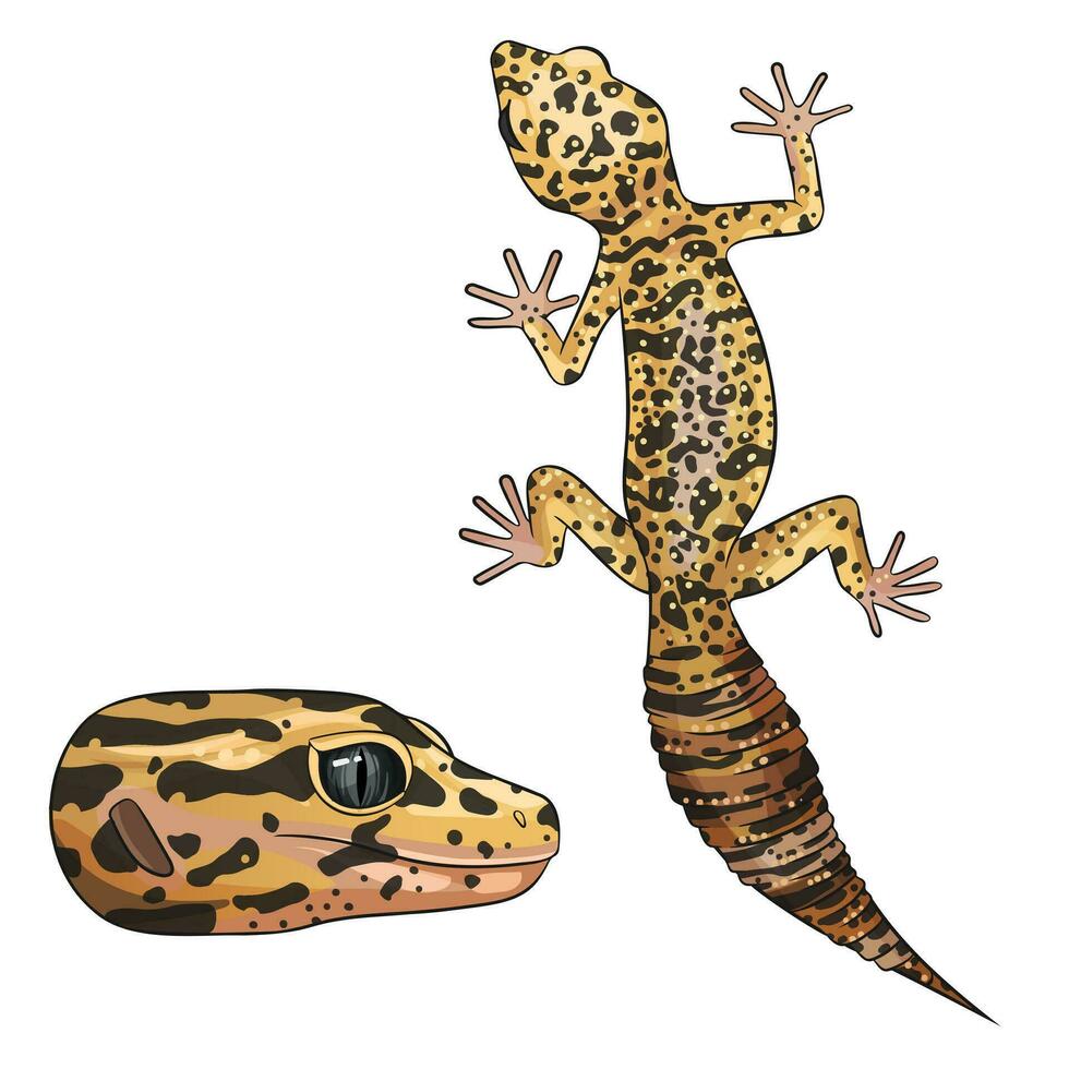 vector illustratie van een eublever. luipaard gekko wild type