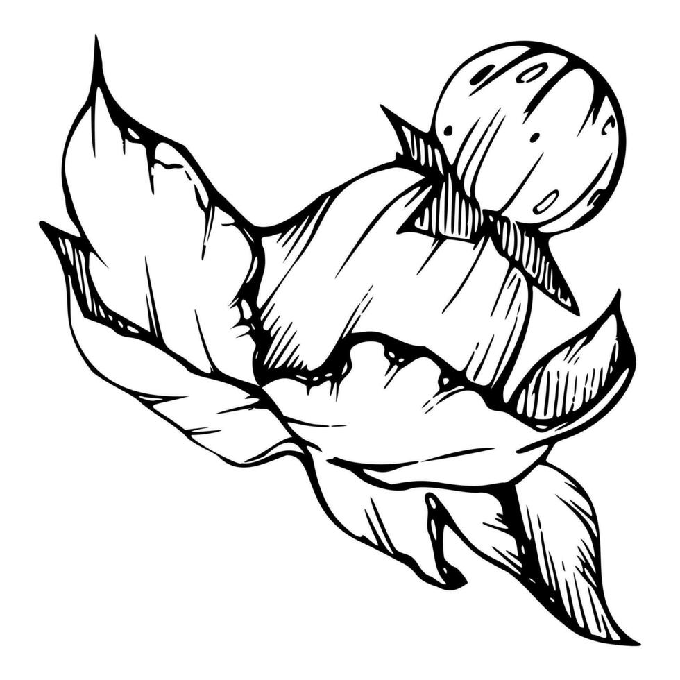 hand- getrokken inkt vector pompoen squash blad, bloem. schetsen illustratie kunst voor dankzegging, oogst, landbouw. geïsoleerd object, schets. ontwerp voor restaurant menu afdrukken, cafe, website, uitnodiging