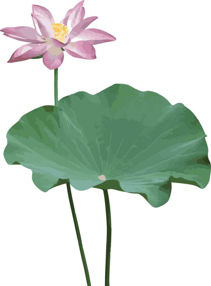 abstract de lotus bloem met blad. wetenschappelijk naam nelumbo nucifera vector